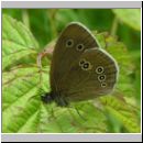 Aphantopus hyperantus - Schornsteinfeger 03.jpg